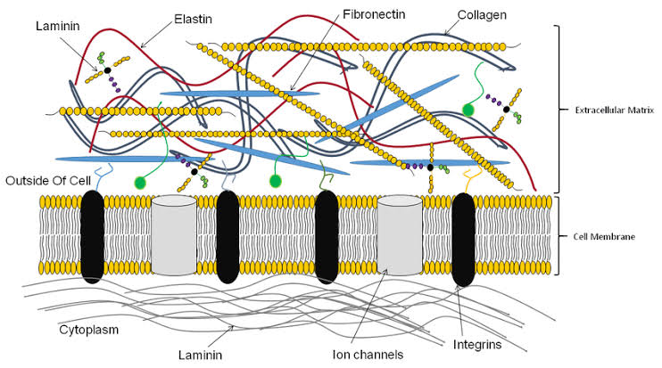 EXTRACELLULAR MATRIX: A GUIDE TO ITS COMPONENTS