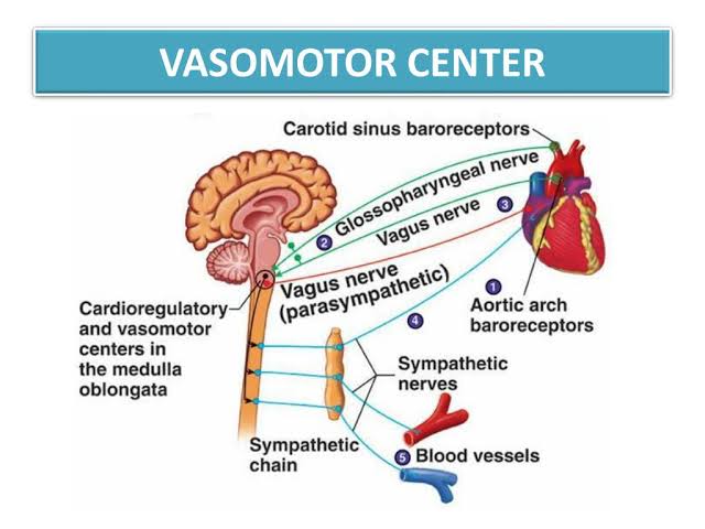 NERVOUS REGULATION OF CIRCULATION