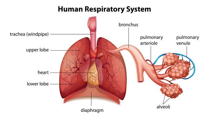 OVERVIEW OF RESPIRATORY ANATOMY