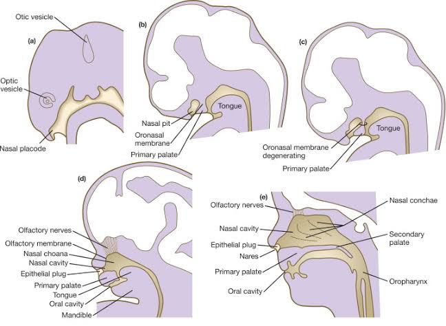 PRE-NATAL AND POST-NATAL DEVELOPMENT OF RESPIRATORY SYSTEM