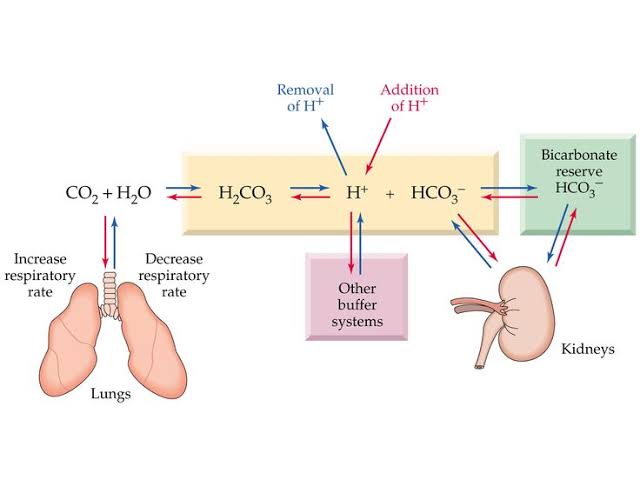 HOW RESPIRATORY SYSTEM HELPS MAINTAIN ACID-BASE BALANCE