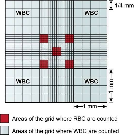 QUICK TIPS FOR RBC COUNT USING NEUBAUER CHAMBER MY SCHOOL EXAMS