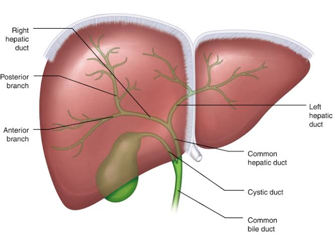 DISEASE OF EXTRAHEPATIC BILIARY TRACT