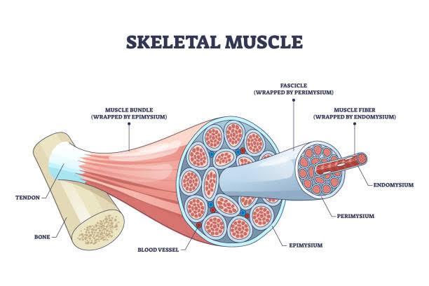 DISEASES OF SKELETAL MUSCLES