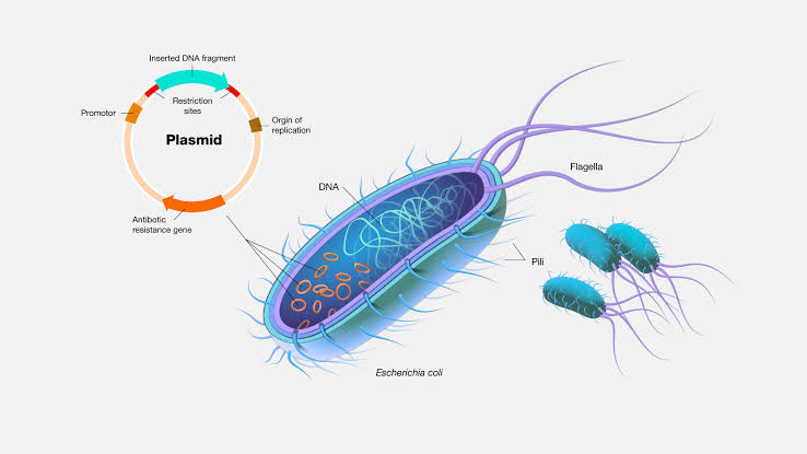 ISOLATION AND DETECTION OF PLASMID DNA FROM BACTERIA