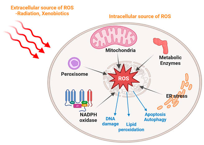UNDERSTANDING OXYGEN TOXICITY AND ITS EFFECTS ON CELLS