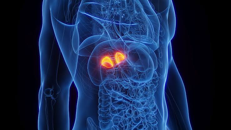 WHAT YOU NEED TO KNOW ABOUT ADRENAL GLAND PATHOLOGY