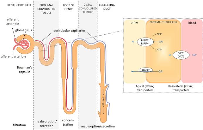 REABSORPTION AND SECRETION