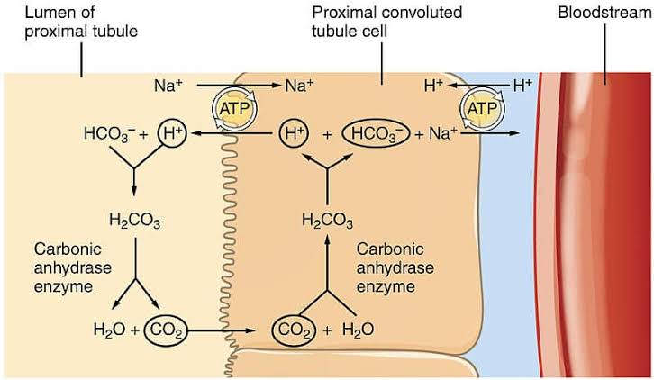 SPECIAL ASPECTS OF RENAL METABOLISM AND KIDNEY ROLE IN ACID BASE BALANCE
