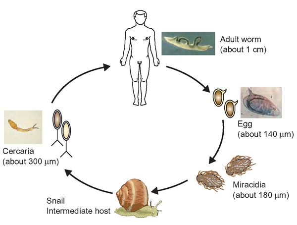 LIFECYCLE OF SCHISTOSOMA: FROM FRESHWATER PARASITE TO HUMAN HEALTH THREAT