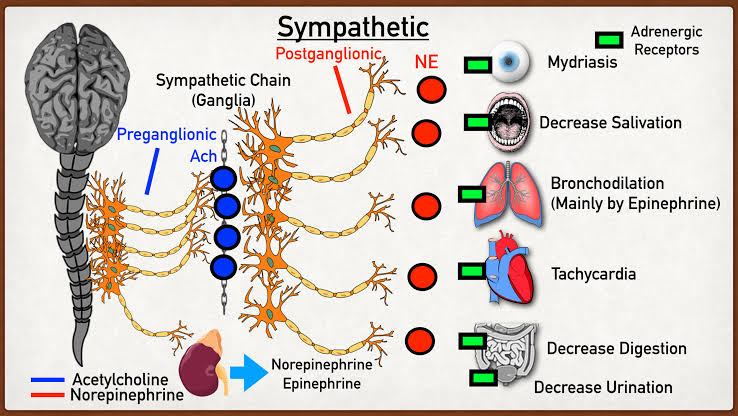 A COMPREHENSIVE OVERVIEW OF ADRENERGIC AGONISTS AND ANTAGONISTS