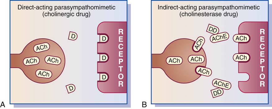 A CLOSER LOOK AT CHOLINERGIC AGONISTS AND ANTAGONISTS