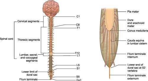 GROSS MORPHOLOGY OF SPINAL CORD