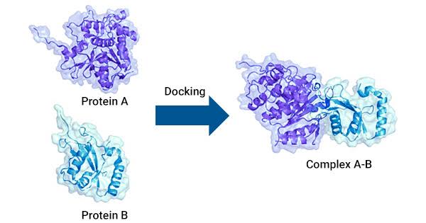 PROTEIN-PROTEIN INTERACTIONS