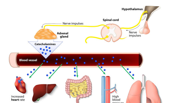 KEY ROLES OF ADRENAL MEDULLARY HORMONES IN YOUR BODY