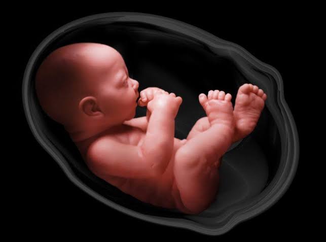 FETAL PERIOD DEVELOPMENT: WHAT YOU NEED TO KNOW