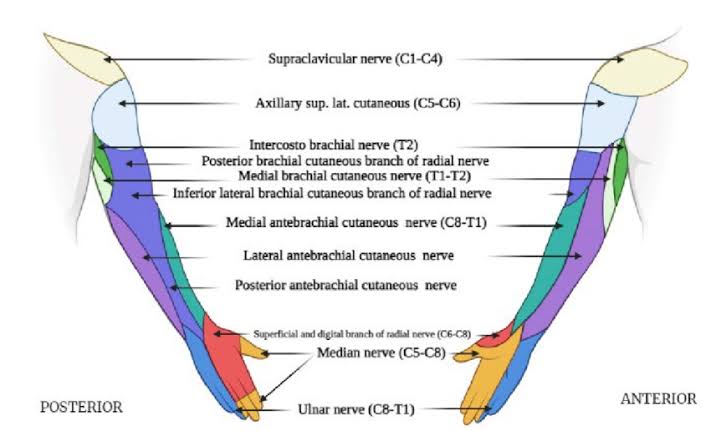 CUTANEOUS NERVES OF THE UPPER LIMB