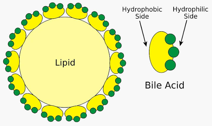 CHOLESTEROL AND BILE ACID METABOLISM