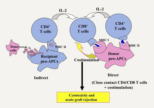 THE BASICS OF IMMUNE RESPONSE AGAINST ALLOANTIGENS