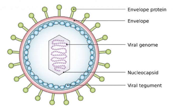 A DEEP DIVE INTO VIRAL TAXONOMY AND STRUCTURE