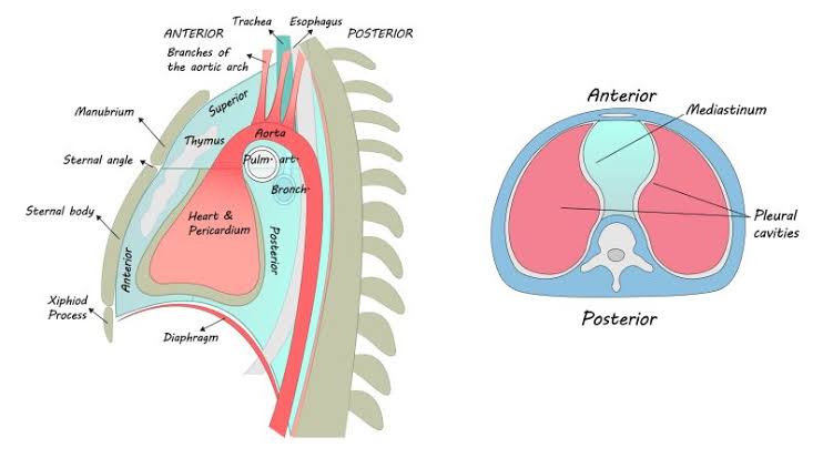 MEDIASTINUM AND PERICARDIUM