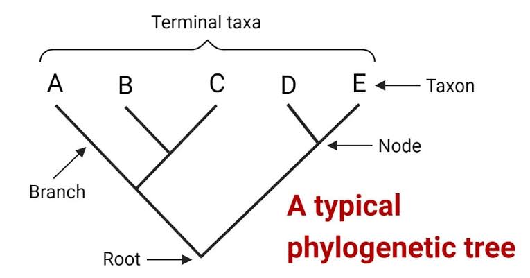 EVOLUTIONARY GENOMICS