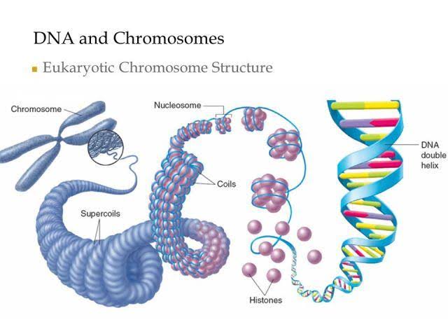 ORGANIZATION OF EUKARYOTIC GENOME