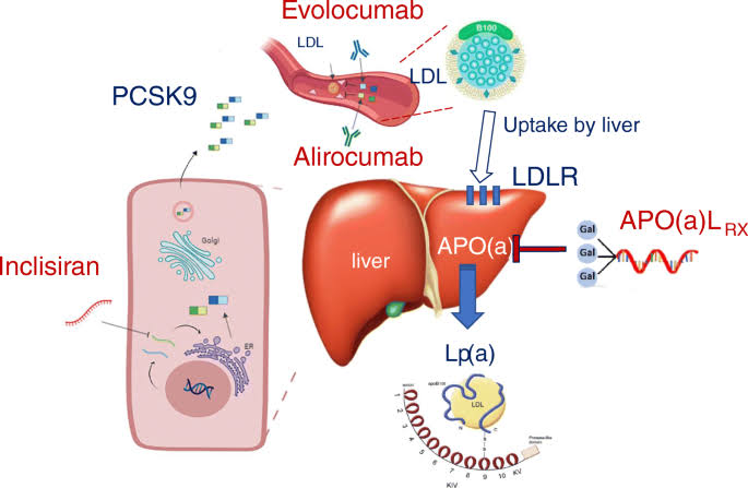 TIPS FOR TAKING LIPID LOWERING DRUGS SAFELY AND EFFECTIVELY