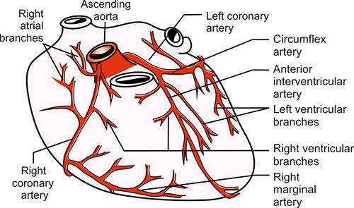 SIMPLE GUIDE TO CORONARY CIRCULATORY SYSTEM