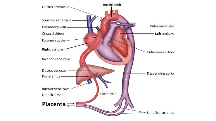 HOW FETAL CIRCULATION SUPPORTS GROWING BABY