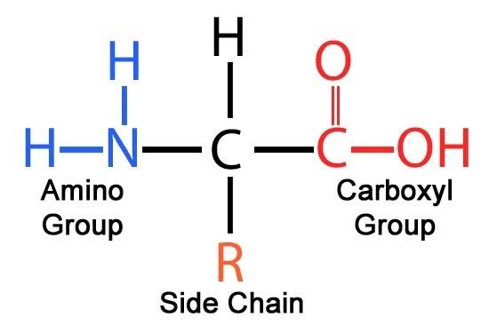 THE BASICS OF AMINO ACID METABOLISM FOR EVERYONE
