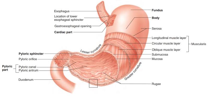 HOW GASTRIC AND INTESTINAL SECRETIONS HELP DIGESTION