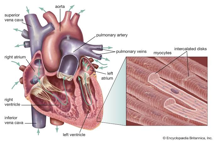 METABOLISM IN THE CARDIAC MUSCLE UNDER PHYSIOLOGICAL AND PATHOLOGICAL CONDITIONS