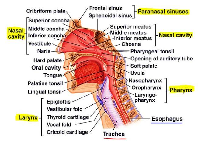 UPPER RESPIRATORY TRACT: WHAT YOU SHOULD KNOW