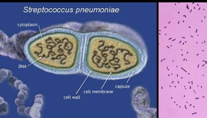 LOWER RESPIRATORY TRACT INFECTIONS: STREPTOCOCCUS PNEUMONIAE AND OTHER SPECIES