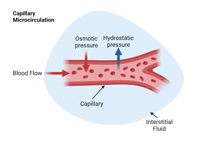 MICROCIRCULATION AND BLOOD FLOW: WHAT YOU NEED TO KNOW