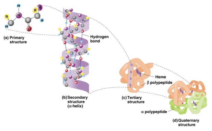 PROTEIN STRUCTURE AND FUNCTION