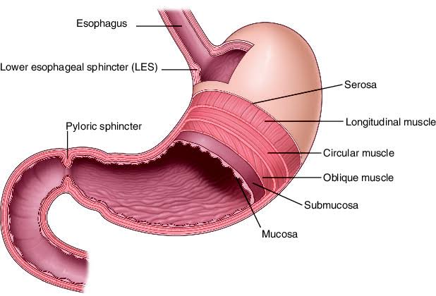 GASTRIC AND INTESTINAL SECRETION