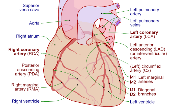 A COMPREHENSIVE OVERVIEW OF CORONARY CIRCULATIONS