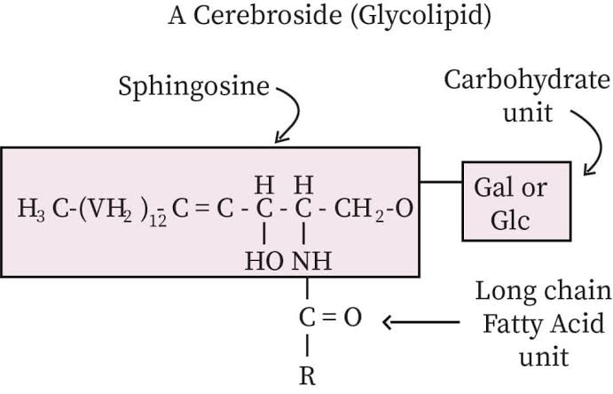 DESCRIPTION AND BIOMEDICAL SIGNIFICANCE OF COMPOUND LIPIDS