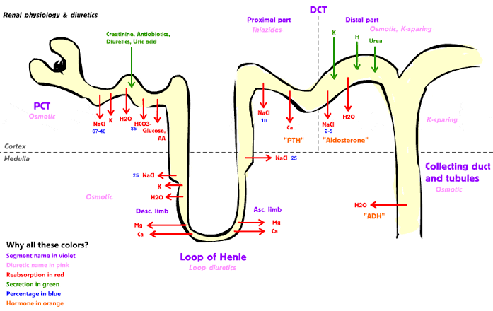 DIURETIC AGENTS: HOW THEY WORK FOR FLUID CONTROL