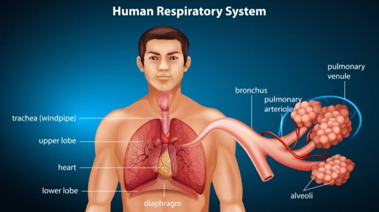 REGULATION OF RESPIRATION: NEURAL AND CHEMICAL CONTROL