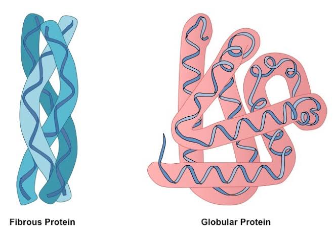 UNDERSTANDING FIBROUS PROTEINS: KEY FUNCTIONS AND TYPES