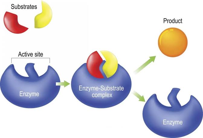 HOW ENZYMES WORK: A QUICK OVERVIEW