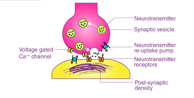 UNDERSTANDING MUSCLE RELAXANTS: MECHANISMS AND COMMON MEDICATIONS