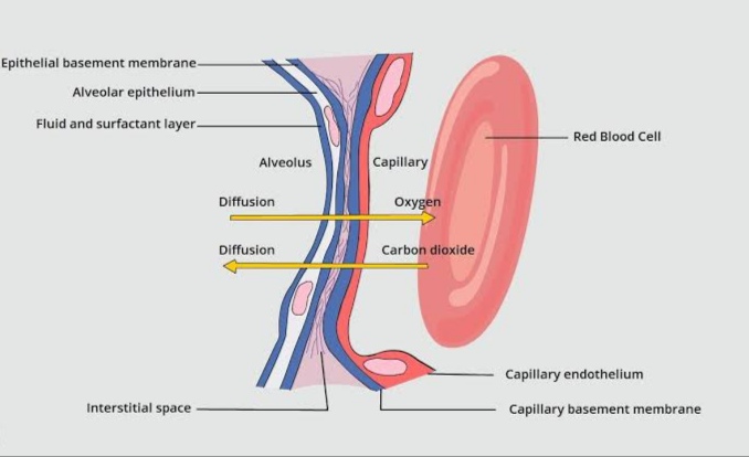 PHYSICAL PRINCIPLES OF GAS EXCHANGE