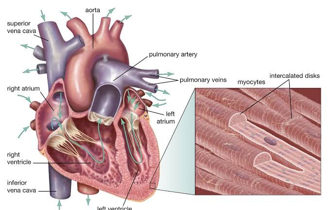 MECHANISMS OF CARDIAC MUSCLE CONTRACTION