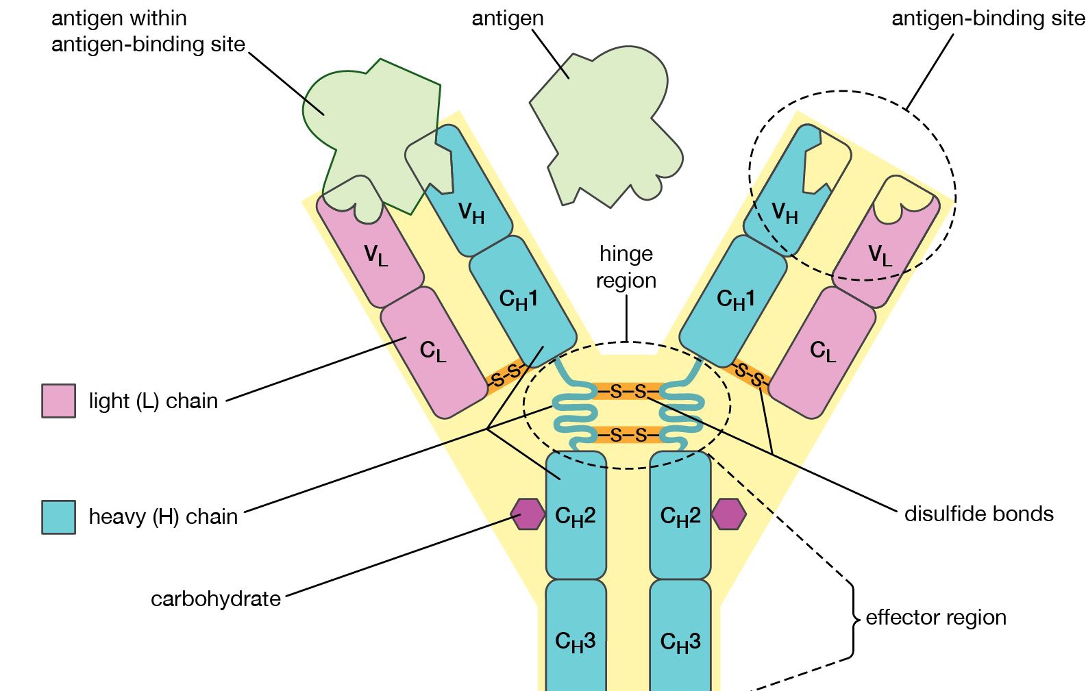 HOW IMMUNOGLOBULINS PROTECT YOUR BODY FROM DISEASE