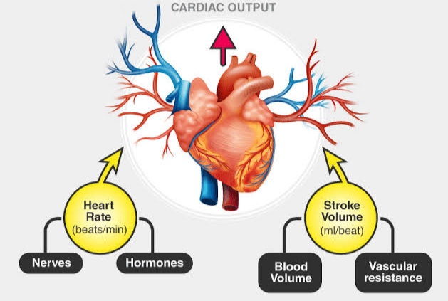 THE KEY FACTORS THAT REGULATE CARDIAC OUTPUT