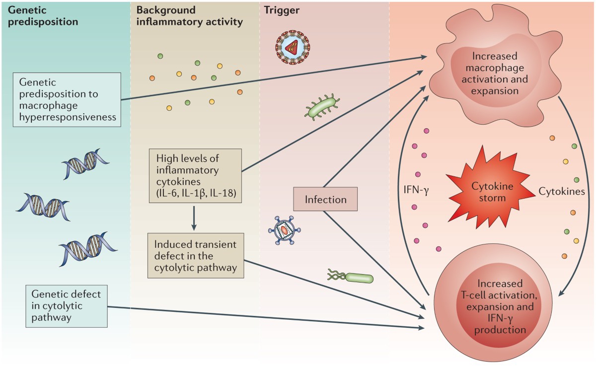 A DETAILED LOOK INTO MACROPHAGE ACTIVATION SYNDROME: EVERYTHING YOU NEED TO KNOW